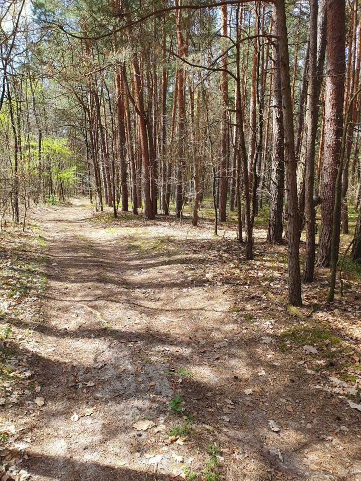 Działka leśna Leżajsk