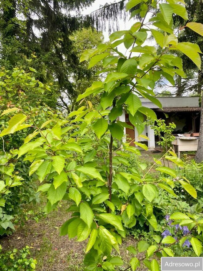 Działka rod Warszawa Zacisze, ul. Lewinowska. Zdjęcie 5