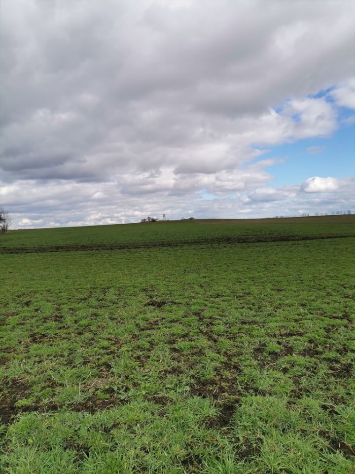 Działka rolna Będargowo. Zdjęcie 4