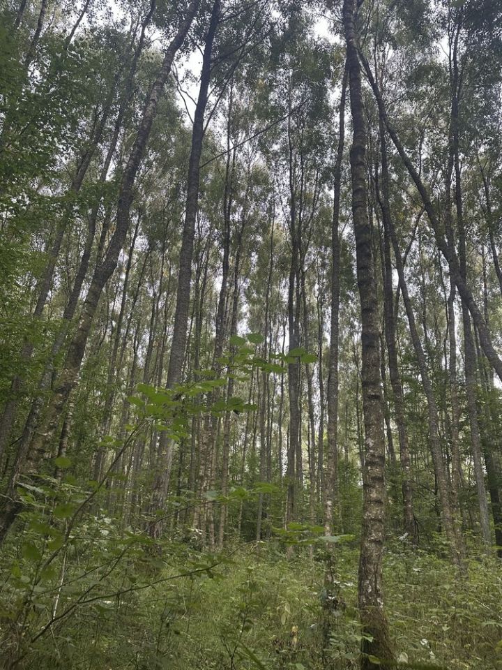 Działka rolna Bierzwnica. Zdjęcie 8
