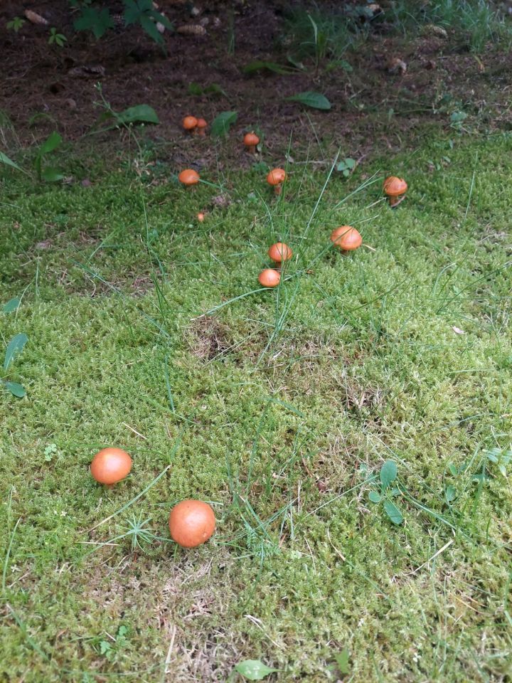 Działka rekreacyjna Łączonek. Zdjęcie 8