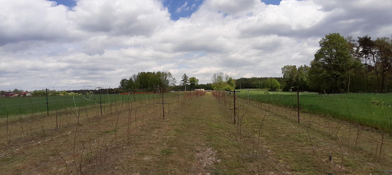 Działka rolno-budowlana Krzywie. Zdjęcie 2