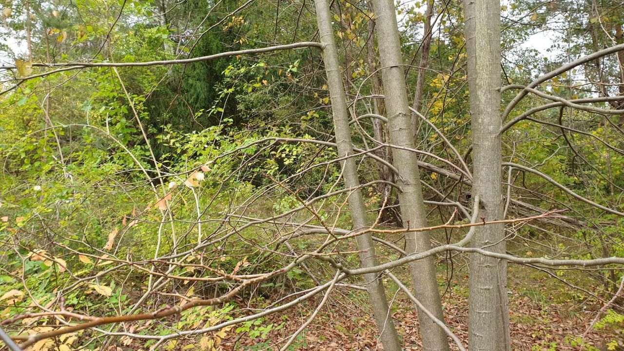 Działka rekreacyjna Kruszyny Szlacheckie. Zdjęcie 4