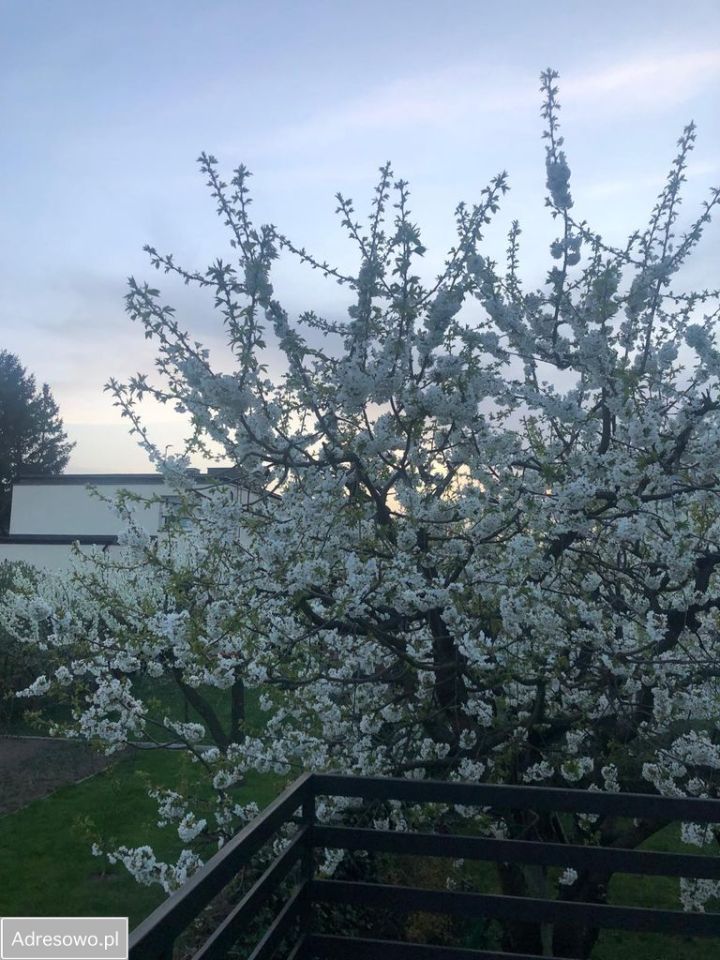 dom wolnostojący, 4 pokoje Pruszcz Gdański, ul. Stanisława Wyspiańskiego. Zdjęcie 4