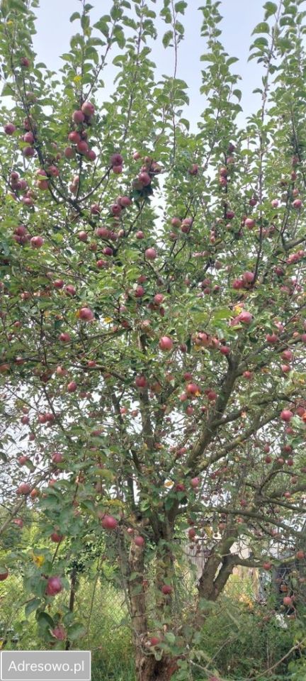 dom wolnostojący, 2 pokoje Uniejów-Rędziny Zakopane. Zdjęcie 11