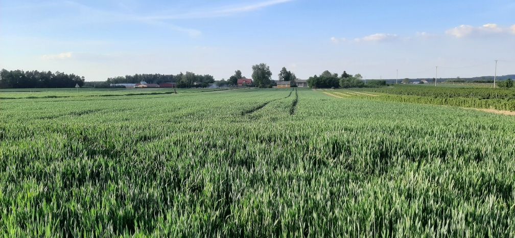 Działka rolno-budowlana Ratoszyn Pierwszy. Zdjęcie 8