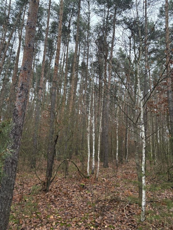 Działka leśna Soćki. Zdjęcie 6