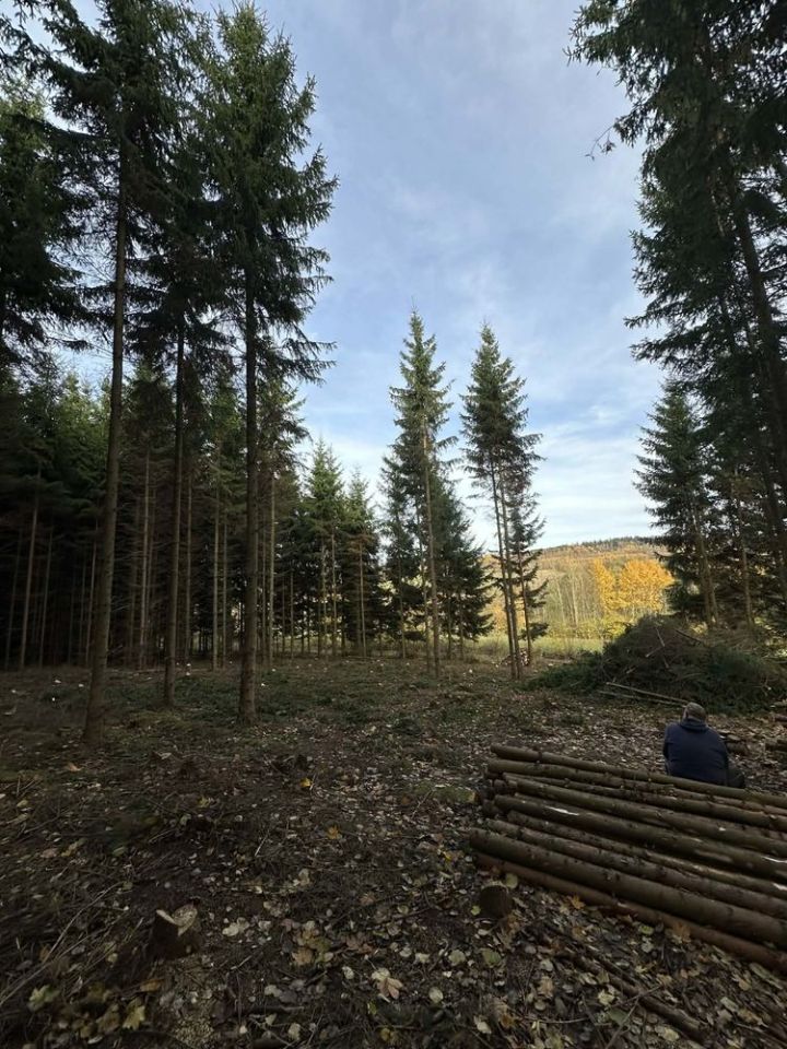 Działka leśna Sokolica. Zdjęcie 7