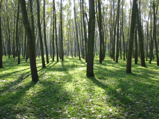 Działka leśna Goniądz. Zdjęcie 1