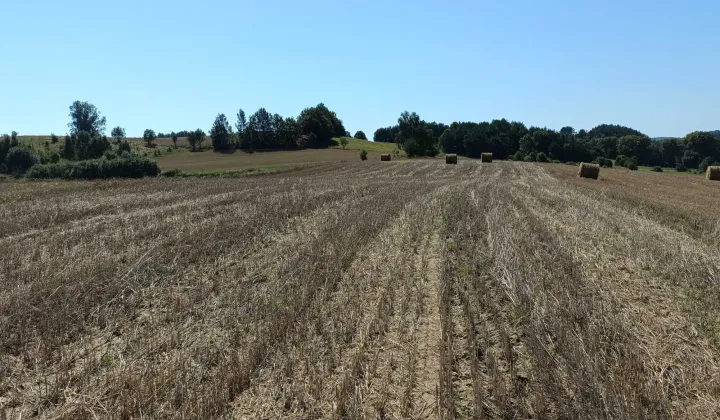 Działka rolno-budowlana Nowa Wieś Przywidzka