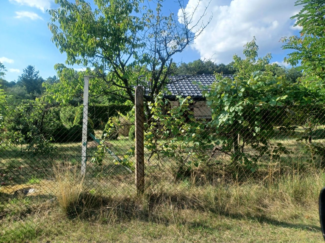 Działka rekreacyjna Chojne. Zdjęcie 5