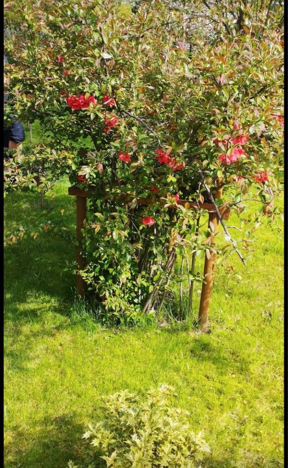 Działka rod Raszyn. Zdjęcie 5