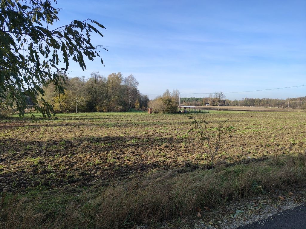 Działka rolna Zaryń. Zdjęcie 5