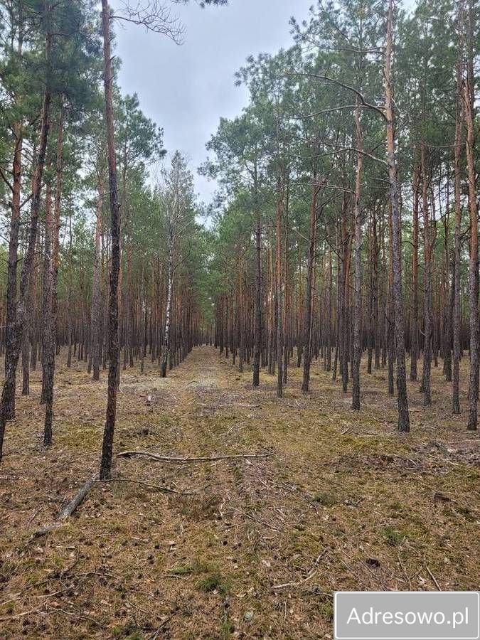 Działka leśna Łaz. Zdjęcie 6