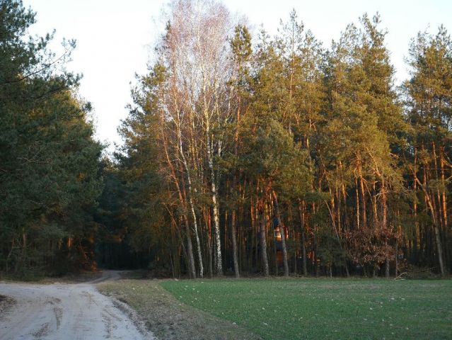 Działka leśna Soboklęszcz. Zdjęcie 1