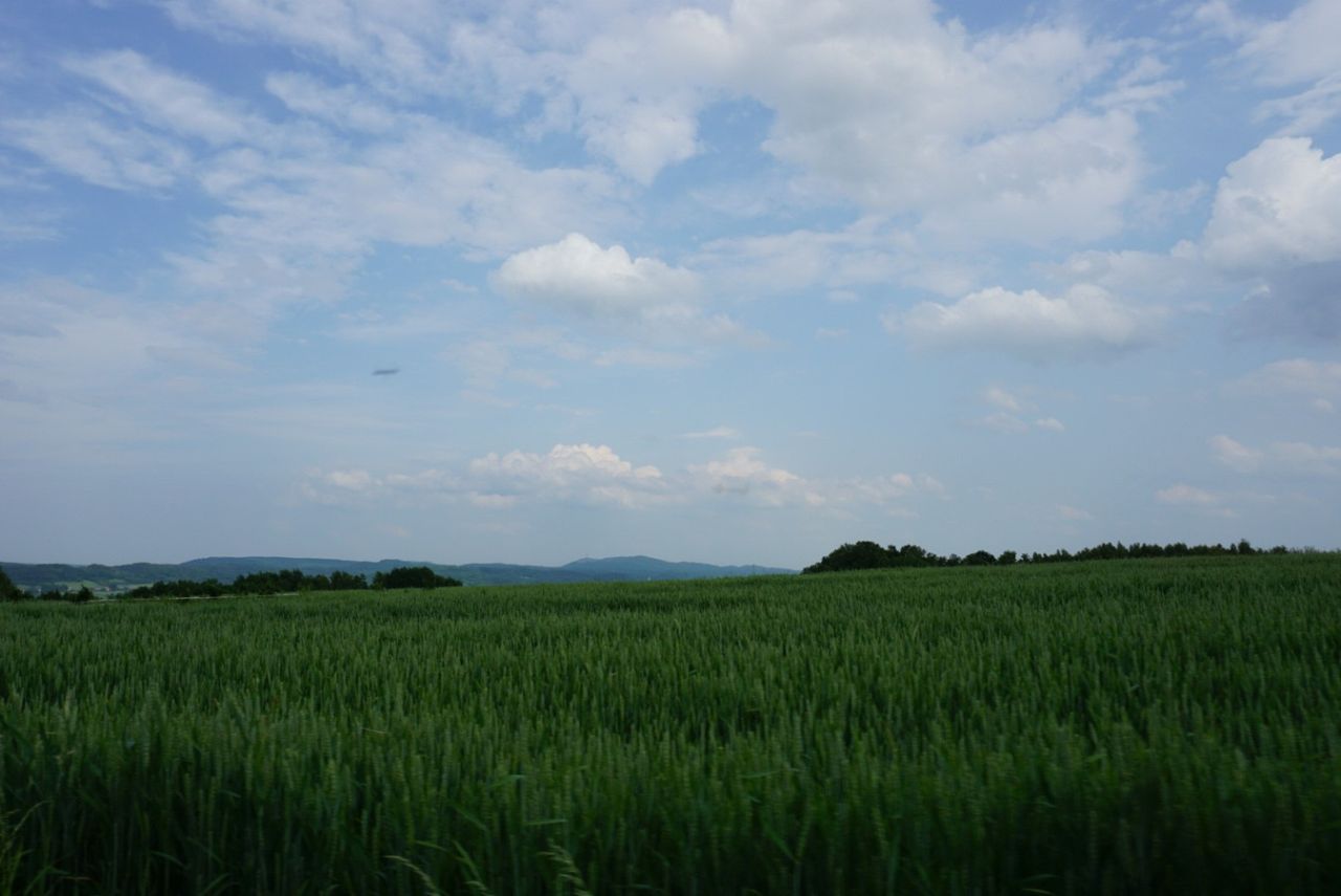 Działka budowlana Przybówka. Zdjęcie 10