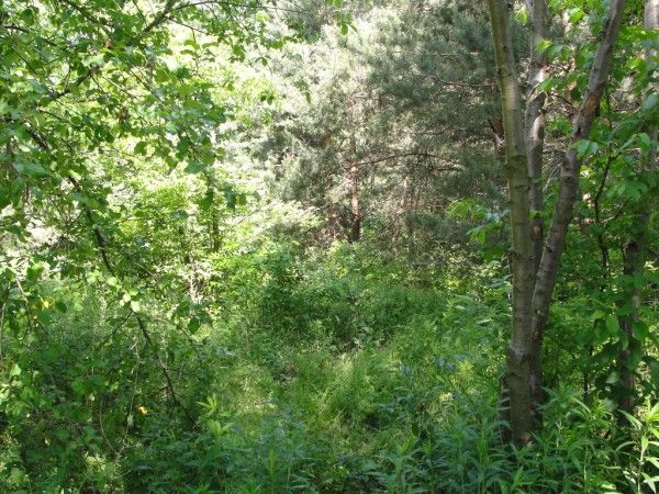 Działka budowlana Warszawa Aleksandrów Pierwszy, ul. Aleksandry Śląskiej. Zdjęcie 2