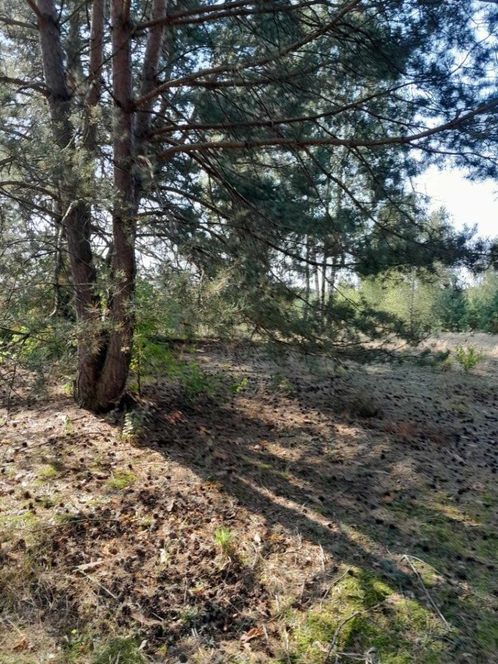 Działka rolno-budowlana Gucin. Zdjęcie 2