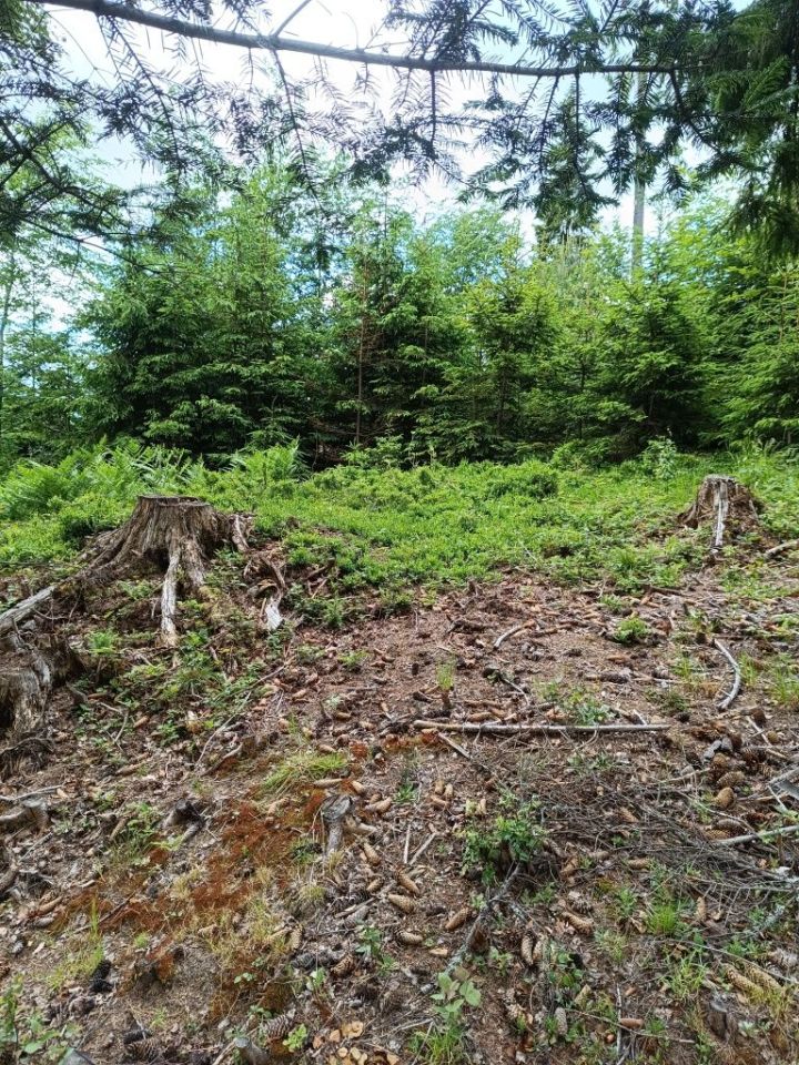 Działka leśna Ostrowsko. Zdjęcie 5