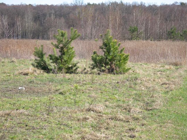 Działka budowlana Nowy Wilków. Zdjęcie 1