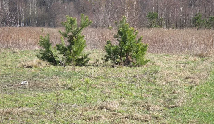 Działka budowlana Nowy Wilków