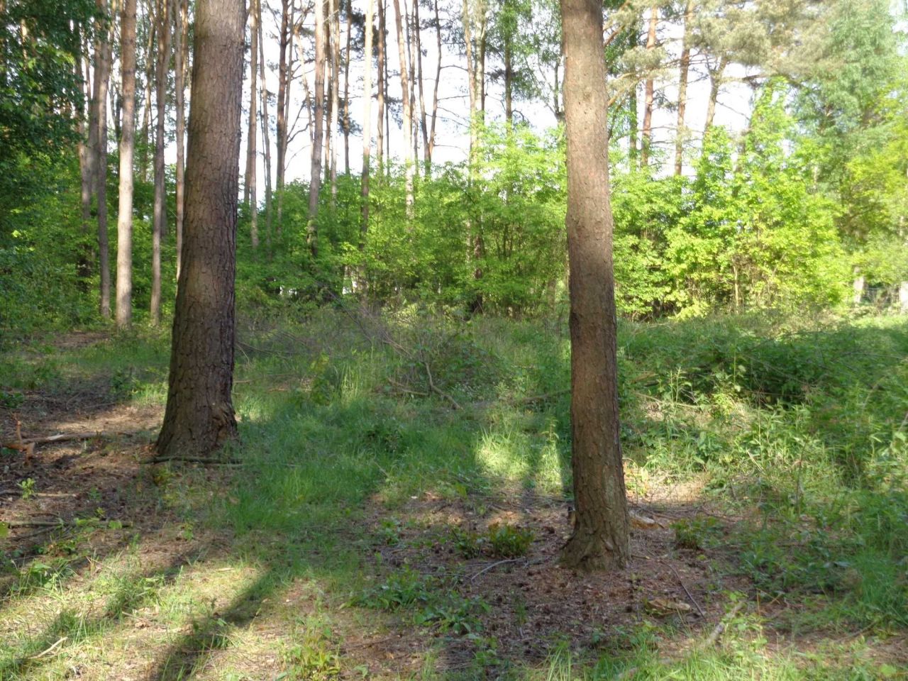 Działka leśna Bierzewice. Zdjęcie 4