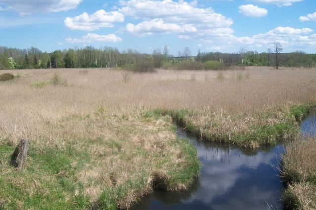 Działka rolna Złota Wieś. Zdjęcie 1