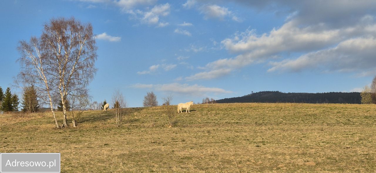 Działka budowlana Jodłów. Zdjęcie 7