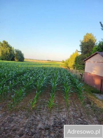 Działka rolno-budowlana Krasne Kosów. Zdjęcie 1