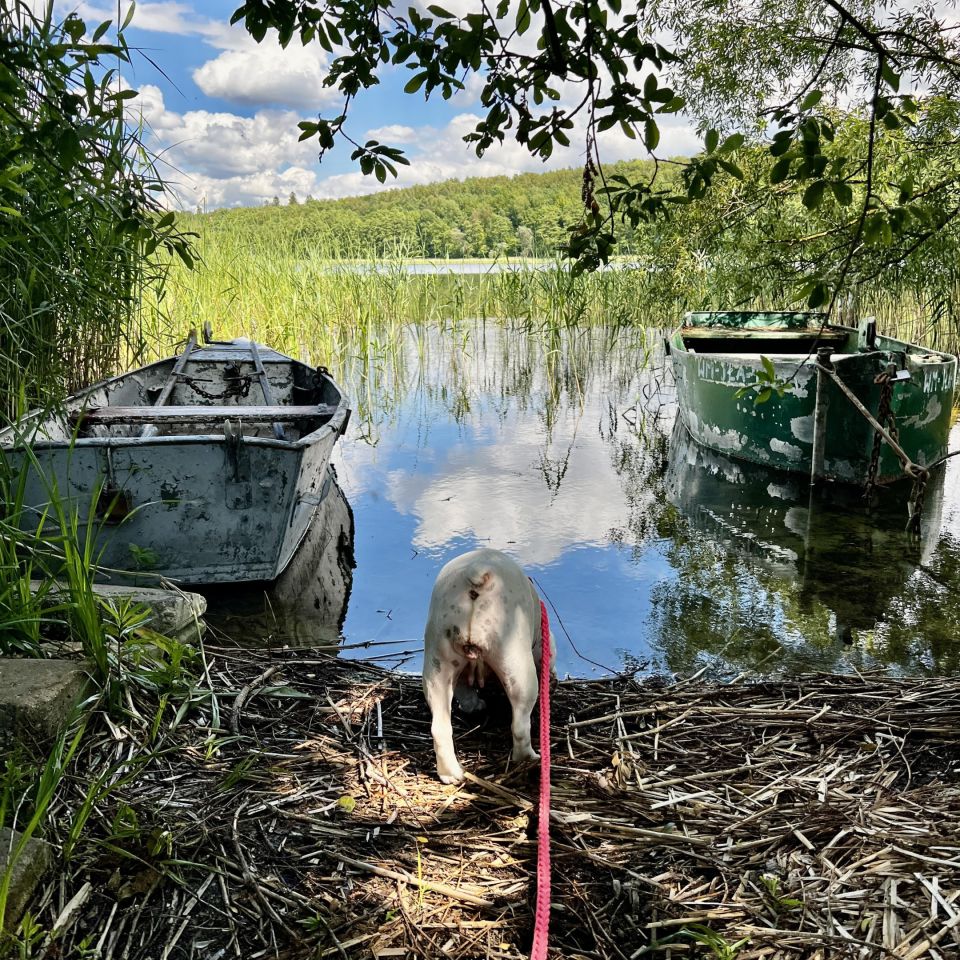 bliźniak, 3 pokoje Stańkowo. Zdjęcie 17