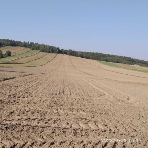 Działka rolno-budowlana Sieradowice Drugie. Zdjęcie 1
