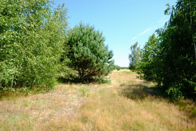 Działka siedliskowa Kampinos. Zdjęcie 4