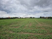 Działka rolno-budowlana Turowola-Kolonia. Zdjęcie 4