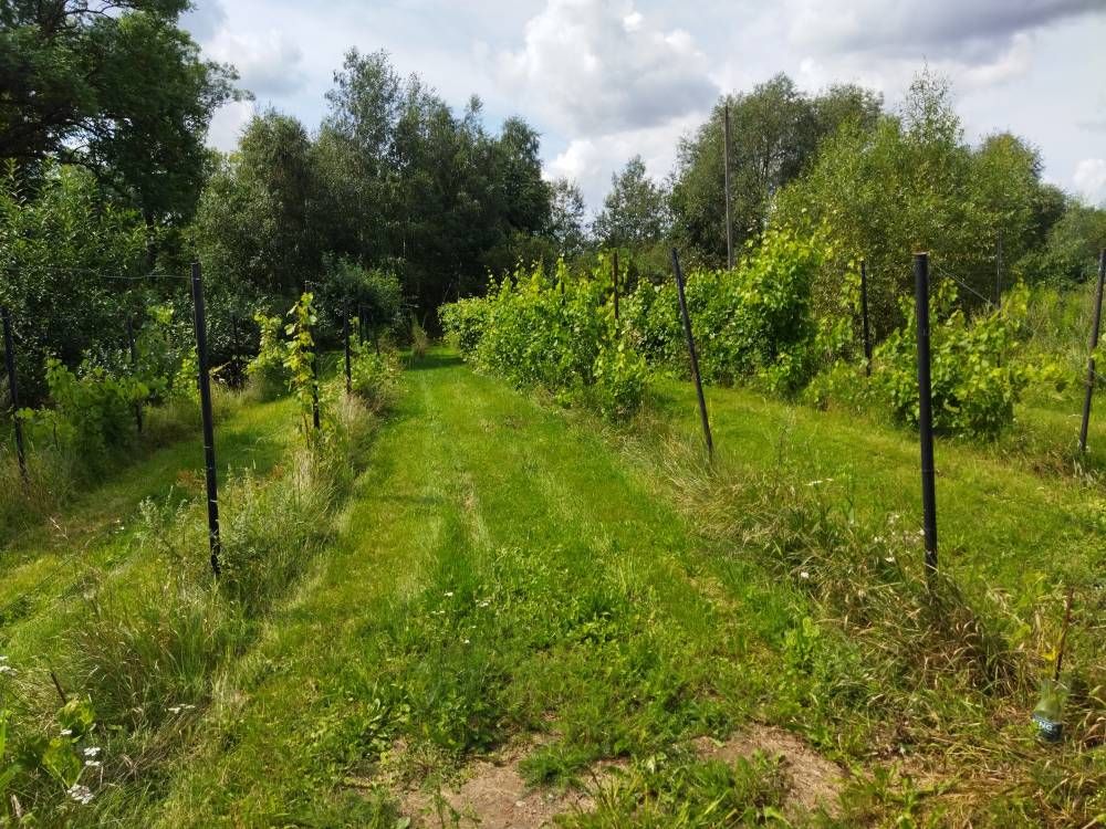 dom wolnostojący, 3 pokoje Nowa Jabłona. Zdjęcie 10