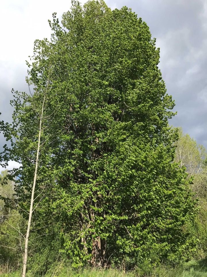 Działka rolno-budowlana Wronki. Zdjęcie 6