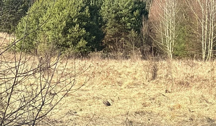 Działka rolno-budowlana Dyminy, ul. Przyłogi