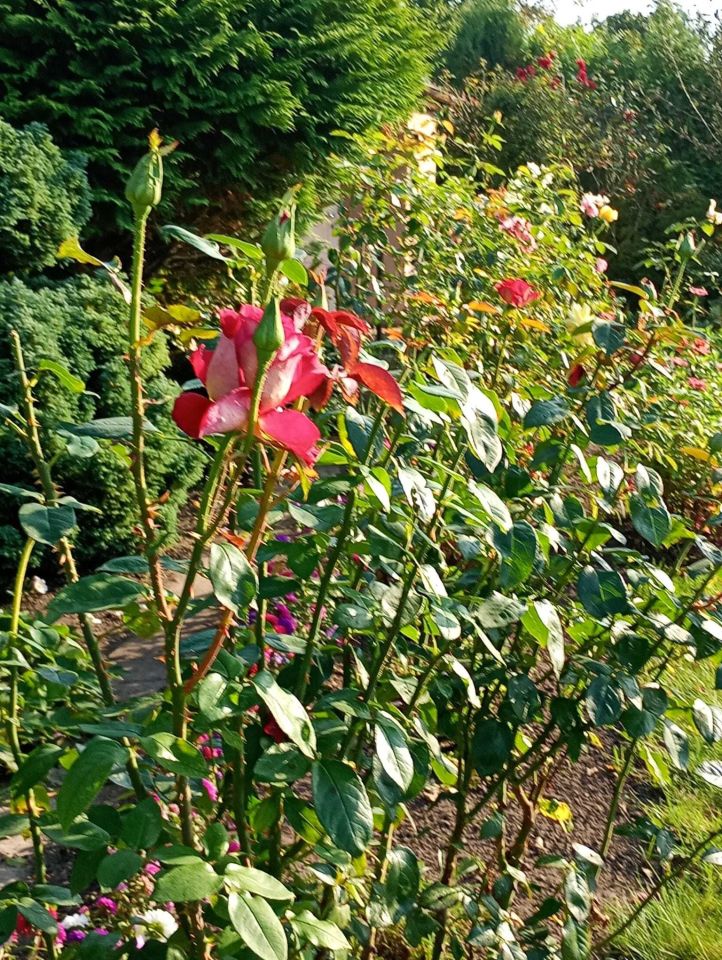 Działka rod Żnin. Zdjęcie 3