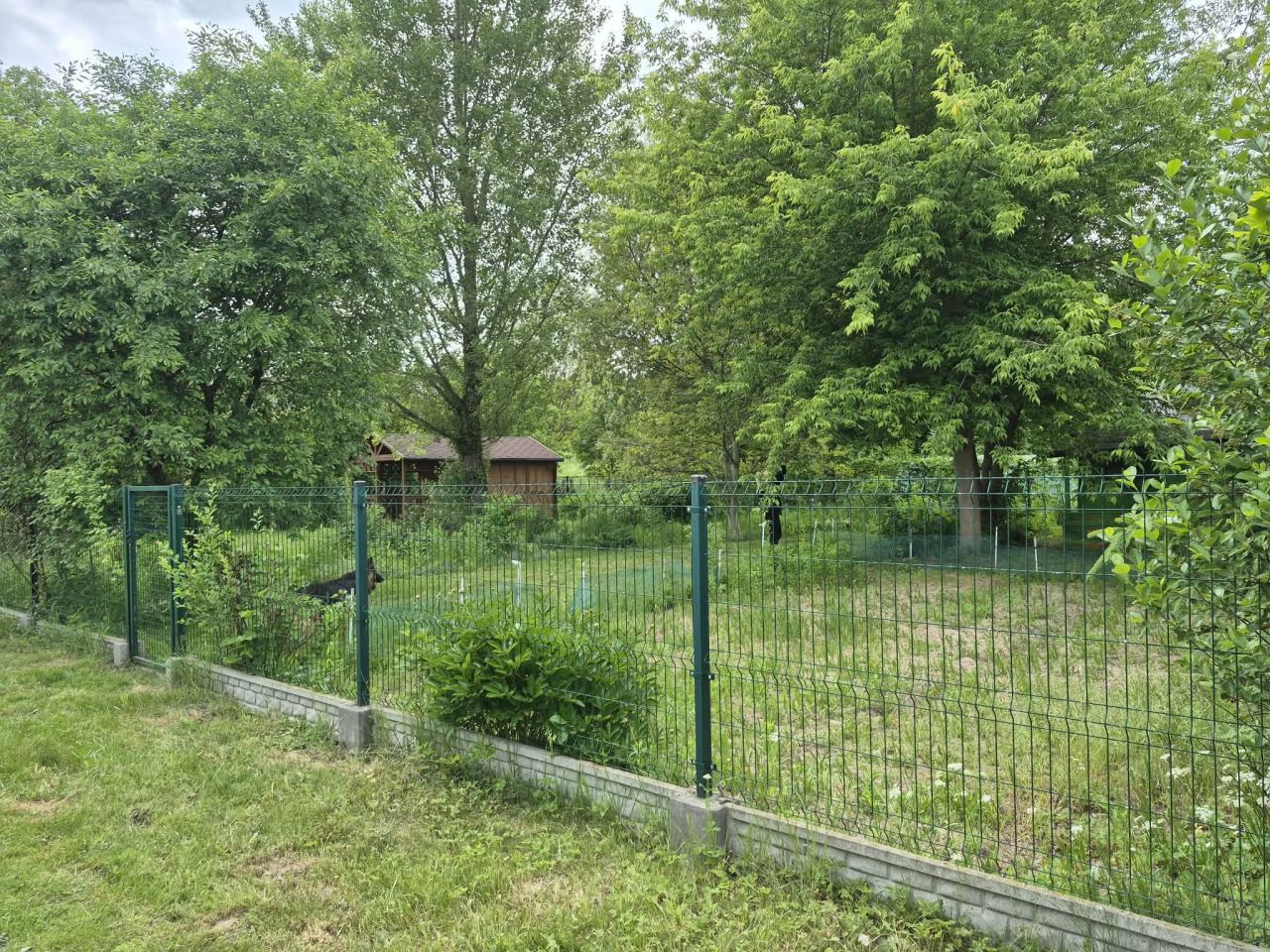 Działka rod Ostrowiec Świętokrzyski, Żeromskiego. Zdjęcie 5