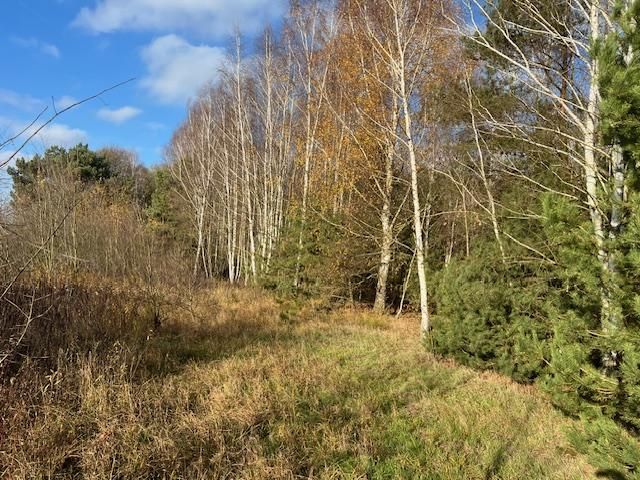 Działka leśna Stara Huta. Zdjęcie 20