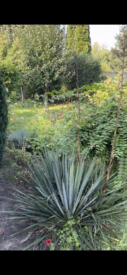 Działka rod Kędzierzyn-Koźle Kuźniczka, ul. Grunwaldzka. Zdjęcie 3