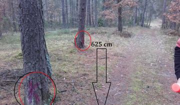 Działka leśna Pradła