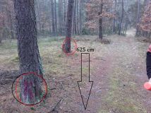 Działka leśna Pradła. Zdjęcie 1