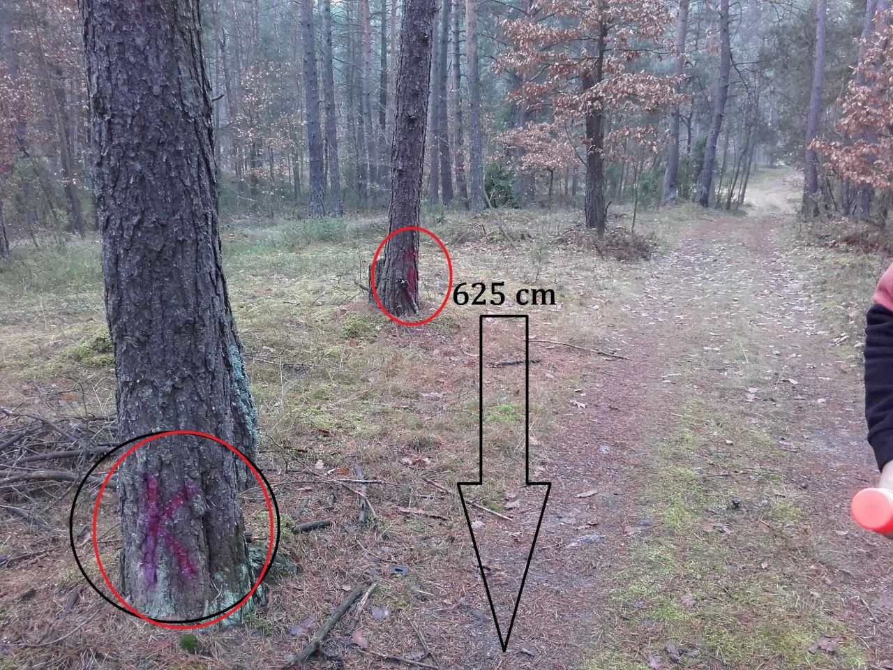 Działka leśna Pradła. Zdjęcie 2