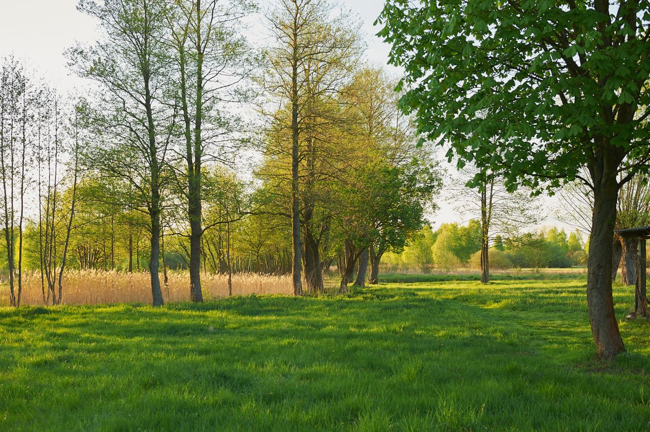 Działka siedliskowa Aleksandrów. Zdjęcie 6