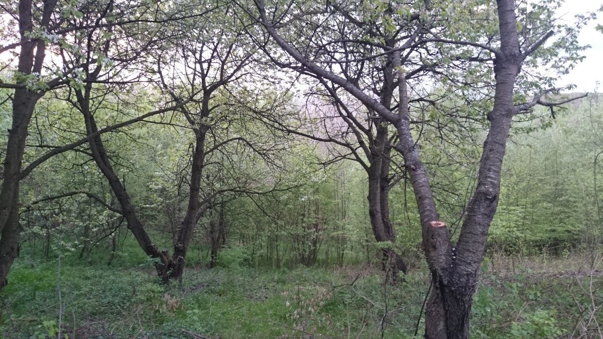 Działka siedliskowa Maszków, ul. Zamoście. Zdjęcie 10