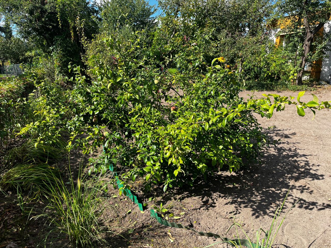 Działka rod Poznań Krzesiny, ul. Jarosławska. Zdjęcie 13