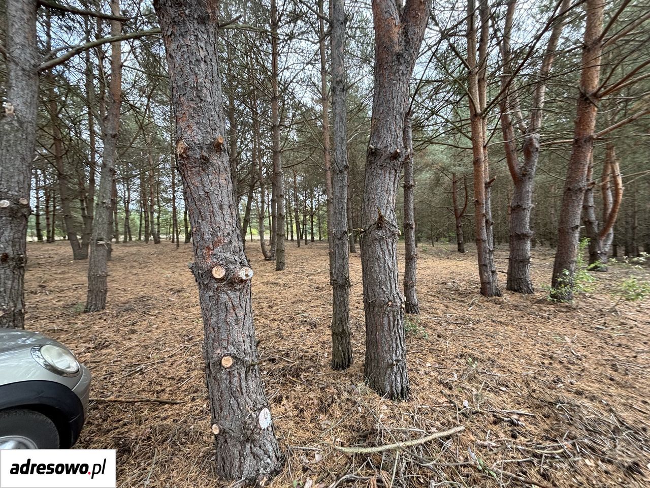 Działka budowlana Łoś, ul. Spacerowa. Zdjęcie 4
