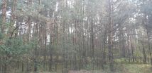 Działka leśna Ewelinów. Zdjęcie 3