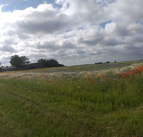 Działka rolno-budowlana Odechów. Zdjęcie 1