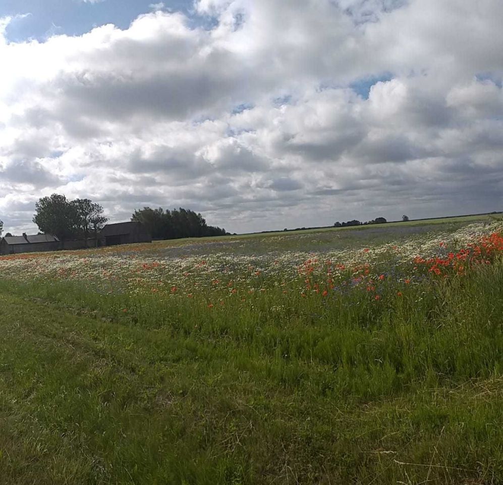 Działka rolno-budowlana Odechów. Zdjęcie 1
